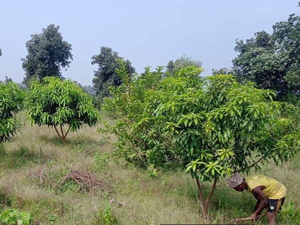 Promotion of Agri-Horticulture