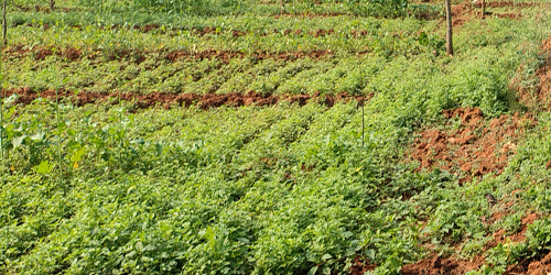 tdf-non-wadi-project